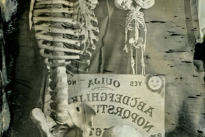 Morbitorium - Oddities Museum Morbitorium - Oddities Museum